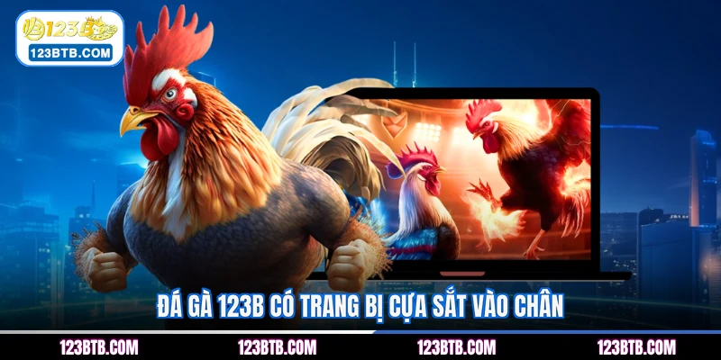 Đá gà 123B có trang bị cựa sắt vào chân