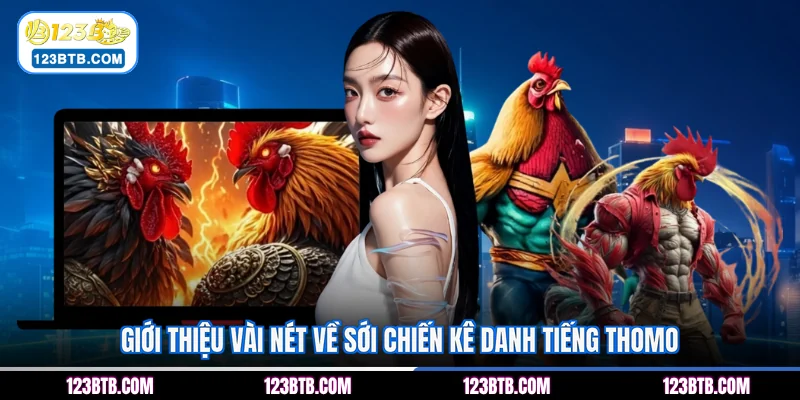 Giới thiệu vài nét về sới chiến kê danh tiếng Thomo