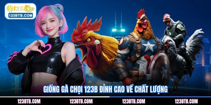 Giống gà chọi 123B đỉnh cao về chất lượng